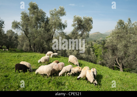 Pecore in oliveto, Patsos, (Rethimno Rethimno) regione di Creta, Isole Greche, Grecia, Europa Foto Stock