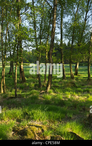 Un gruppo di alberi sul Foulshaw Moss riserva vicino Witherslack Cumbria riserva Foto Stock