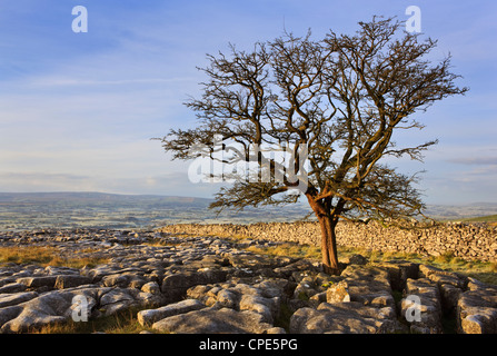 La mattina presto in autunno su Twistleton cicatrici nel Yorkshire Dales, nello Yorkshire, Inghilterra, Regno Unito, Europa Foto Stock