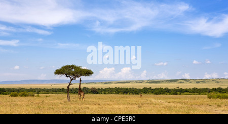 Masai giraffe pascolando nella Riserva Nazionale di Masai Mara, Kenya, Africa orientale, Africa Foto Stock