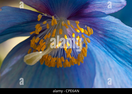 Fiore di papavero blu himalayano Mecenopsis Sheldonii Lingholm, vista ravvicinata della primavera Foto Stock