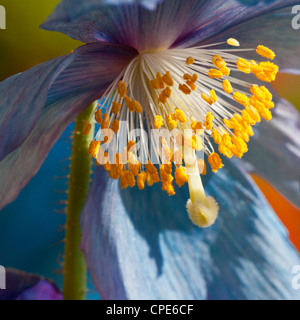 Fiore di papavero blu himalayano Mecenopsis Sheldonii Lingholm, vista ravvicinata della primavera Foto Stock