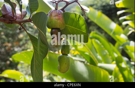 Amazon Brazil anacardi Apple con nocciola sulla punta dello "pseudo frutto". Mele verdi anacardi con anacardi attaccati appesi all'albero tropicale. Foto Stock