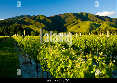 Vigneti nelle vicinanze del Blenheim, Marlborough, South Island, in Nuova Zelanda, Pacific Foto Stock