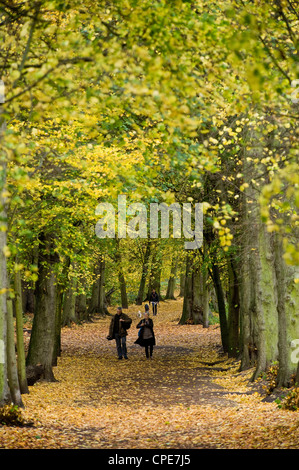 Hampstead Heath, a nord di Londra, Inghilterra, Regno Unito, Europa Foto Stock