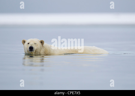 Orso polare Ursus maritimus piscina per adulti in Beaufort Sea, Kaktovik, Arctic nel mese di ottobre. Foto Stock