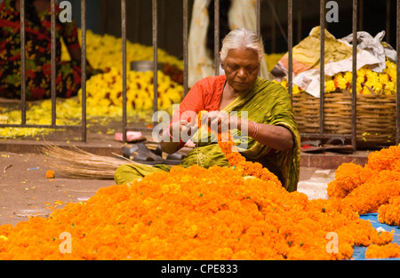 Donna anziana stringing calendula fiori in ghirlande nel mercato, Bangalore, Karnataka, India, Asia Foto Stock