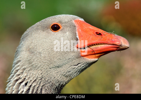 Ritratto di profilo di oca graylag (Anser anser) Foto Stock