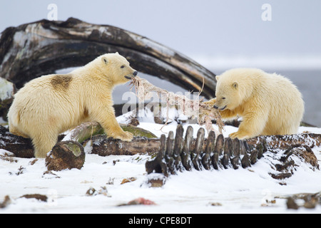 Orso polare Ursus maritimus cubs stanno lottando per la Bowhead carne di balena a Kaktovik, Arctic nel mese di ottobre. Foto Stock