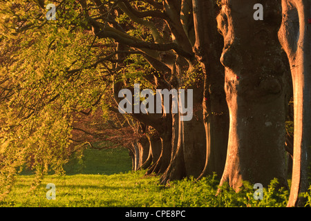 Beech avenue, Kingston Lacy, Dorset, England, Regno Unito, Europa Foto Stock