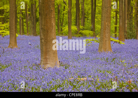 Bluebells sotto gli alberi, West boschi, Wiltshire, Inghilterra, Regno Unito, Europa Foto Stock