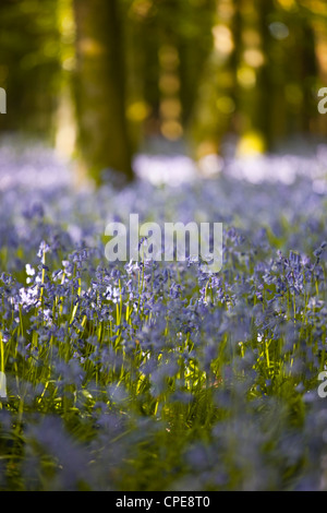 Bluebells, Hillfield Hill, Dorset, England, Regno Unito, Europa Foto Stock