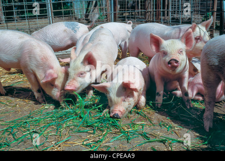 Il novellame di porci "Yorkshire' alimentazione nella penna. Foto Stock