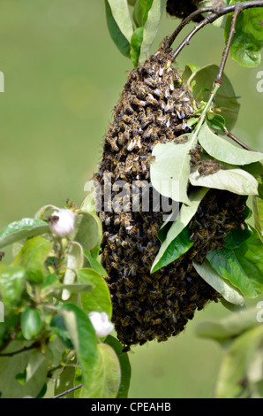 Uno sciame di api appesi da frutto ramo di albero Foto Stock