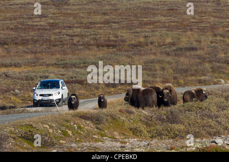 Muskox (Ovibos moschatus) allevamento sulla tundra in autunno, Dovrefjell-Sunndalsfjella National Park, Norvegia Foto Stock