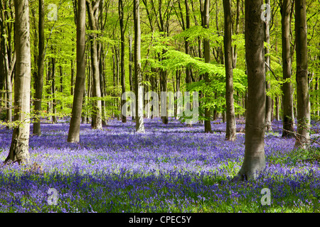 Pezzata del sole cade attraverso il fresco verde fogliame di un legno di faggio delle Bluebells in Inghilterra, Regno Unito Foto Stock