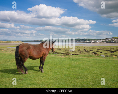 Pony guardando verso Appletore dal Northam Burrows Country Park, Devon, Inghilterra. Foto Stock