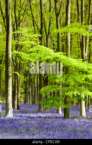 Pezzata del sole cade attraverso il fresco verde fogliame di un legno di faggio delle Bluebells in Inghilterra, Regno Unito Foto Stock