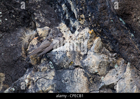 Rock Martin Ptyonoprogne fuligula coppia sono ' appollaiati sulle scogliere a ponte portoghese, Etiopia nel mese di febbraio. Foto Stock