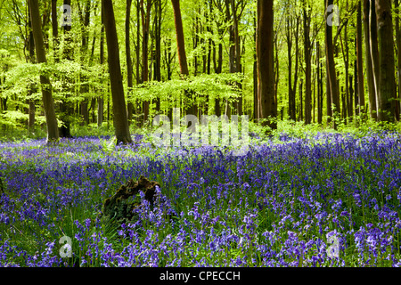 Pezzata del sole cade attraverso il fresco verde fogliame di un legno di faggio delle Bluebells in Inghilterra, Regno Unito Foto Stock