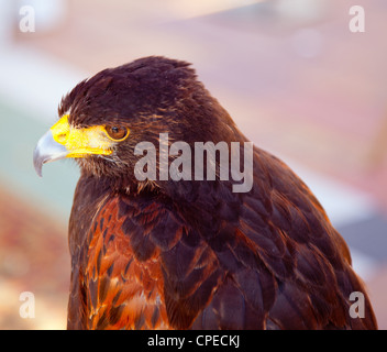 Aquila nipalensis steppa profilo eagle in golden la luce del tramonto Foto Stock