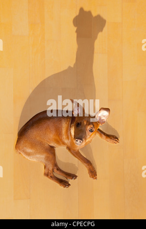 Cane pinscher mini sdraiato sul pavimento in legno con divertenti ombra Foto Stock