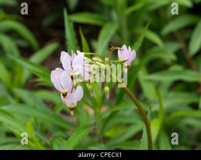 Macrophotograph di Prairie shooting star; maggio 2012; Fitchburg, Wisconsin, STATI UNITI D'AMERICA Foto Stock