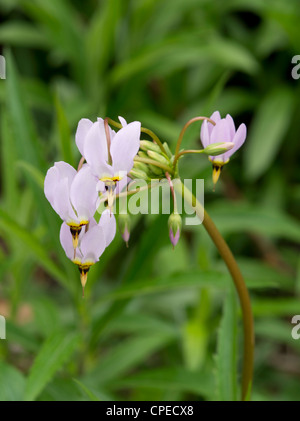 Macrophotograph di Prairie shooting star; maggio 2012; Fitchburg, Wisconsin, STATI UNITI D'AMERICA Foto Stock