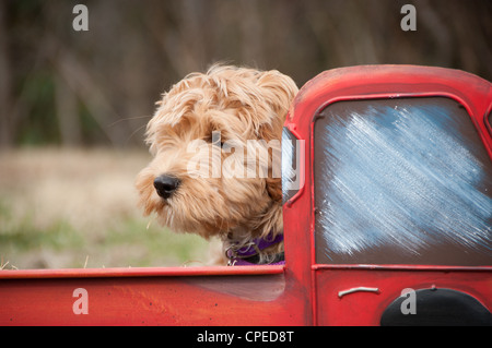 Ritratto Labradoole seduti nella parte posteriore di un puntello che assomiglia a un carrello Foto Stock