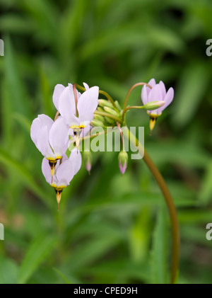 Macrophotograph di Prairie shooting star; maggio 2012; Fitchburg, Wisconsin, STATI UNITI D'AMERICA Foto Stock