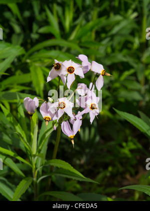 Macrophotograph di Prairie shooting star; maggio 2012; Fitchburg, Wisconsin, STATI UNITI D'AMERICA Foto Stock