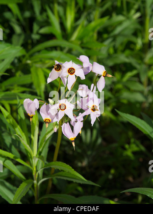 Macrophotograph di Prairie shooting star; maggio 2012; Fitchburg, Wisconsin, STATI UNITI D'AMERICA Foto Stock