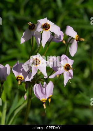 Macrophotograph di Prairie shooting star; maggio 2012; Fitchburg, Wisconsin, STATI UNITI D'AMERICA Foto Stock