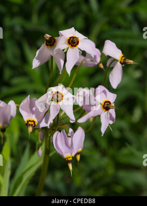 Macrophotograph di Prairie shooting star; maggio 2012; Fitchburg, Wisconsin, STATI UNITI D'AMERICA Foto Stock