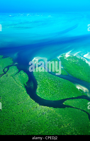 Mangrovie lungo la costa delle Quirimbas National Park in Mozambico. Foto Stock