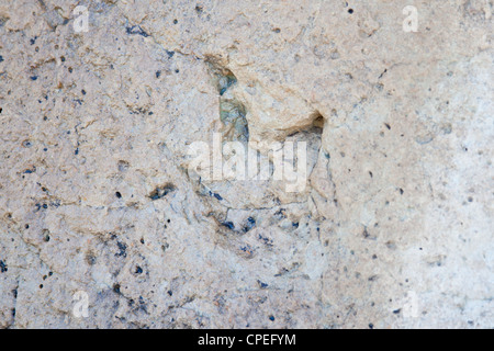 Fossili di dinosauro tracce in un dry lake bed in Toro Toro parco nazionale in Bolivia Foto Stock