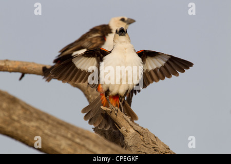 Bianco-guidato Buffalo Weaver Dinemellia dinemelli visualizzazione al Bilen Lodge, inondato National Park, Etiopia nel mese di febbraio. Foto Stock