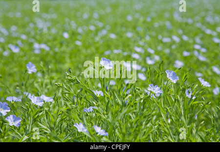 Piante di lino linum usitatissimum fiori blu Foto Stock