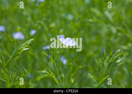 Piante di lino (Linum usitatissimum) Foto Stock