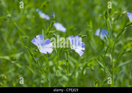 Piante di lino (Linum usitatissimum) Foto Stock