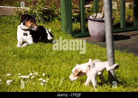 Ritratto di tri Parsons colorato jack russell terrier bagni di sole nel suo giardino. Foto Stock