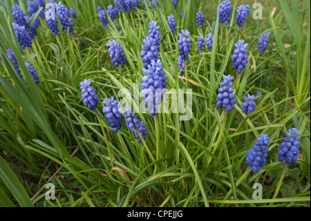 Piccolo giacinto uva a fioritura primaverile comune giacinto uva Muscari botryoides tra erba di germinazione Foto Stock