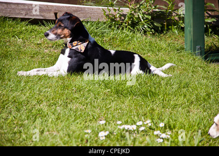 Ritratto di tri Parsons colorato jack russell terrier bagni di sole nel suo giardino. Foto Stock