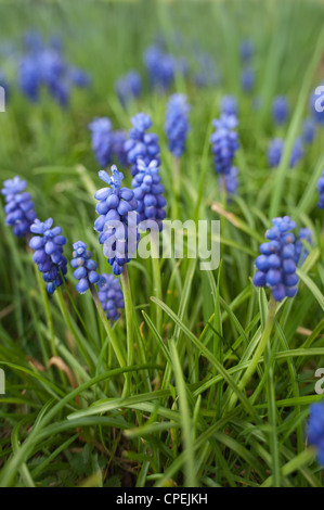 Piccolo giacinto uva a fioritura primaverile comune giacinto uva Muscari botryoides tra erba di germinazione Foto Stock