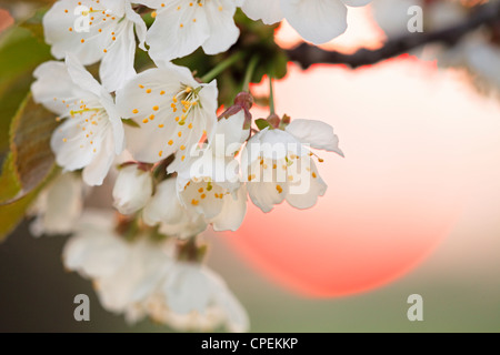 Fiore di Ciliegio al tramonto Foto Stock