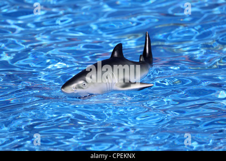 Toy squalo in piscina Foto Stock
