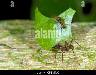 Fresa a foglia formiche (Atta sp.) Ci sono dei piccoli lavoratori denominato minimi equitazione sulla foglia. Questi difenderlo dalle mosche parassite. Foto Stock