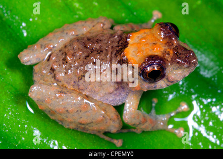 Specie non identificato di pioggia (rana Pristimantis sp.) dall'Amazzonia ecuadoriana Foto Stock