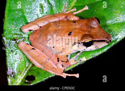 Specie non identificato di pioggia (rana Pristimantis sp.) dall'Amazzonia ecuadoriana Foto Stock