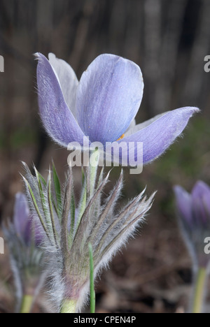 Pulsatilla patens Foto Stock